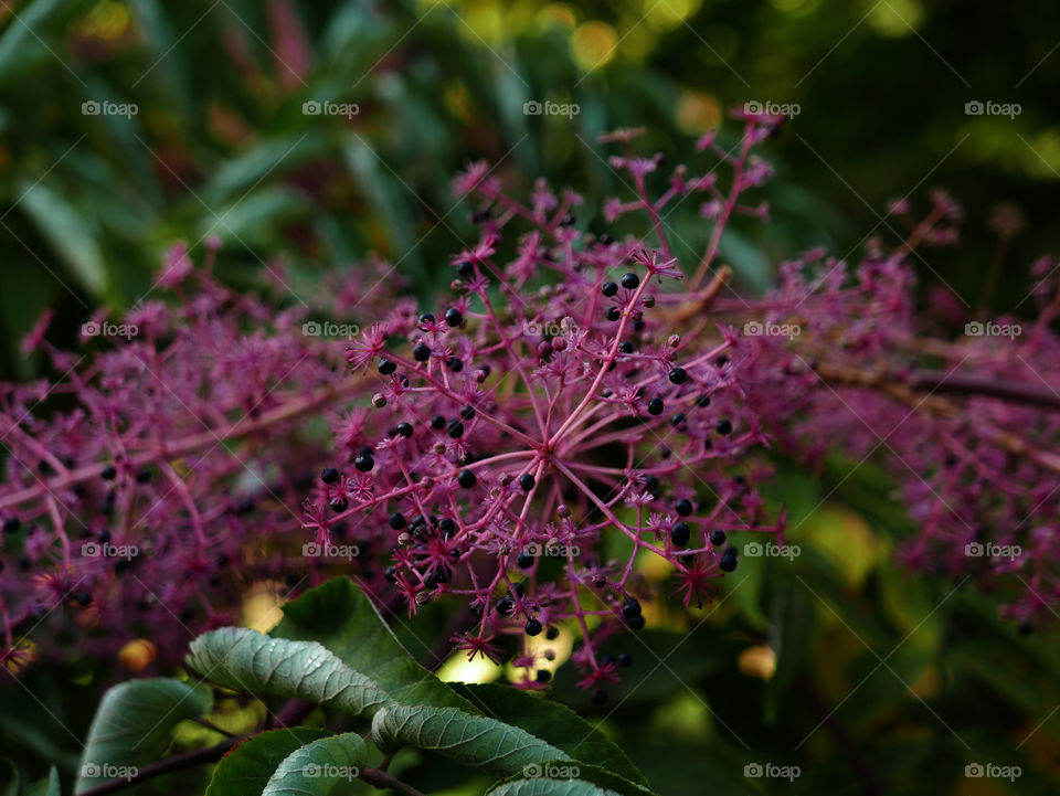 Flower on a plant during autumn in Belgium.