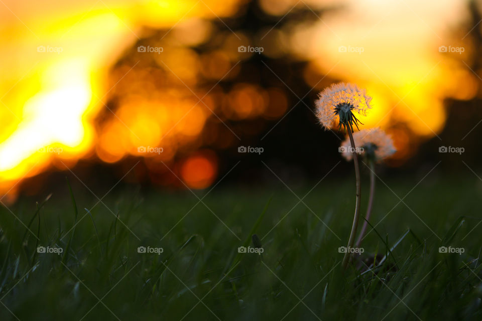 For the past 8 years living here in my state town Gresham, I found that the sunsets here our just as beautiful as the ones that our being photographed all around the world! I just love taking pictures of my sunsets with a lot of close-ups of Dandelion's in that sunset scene