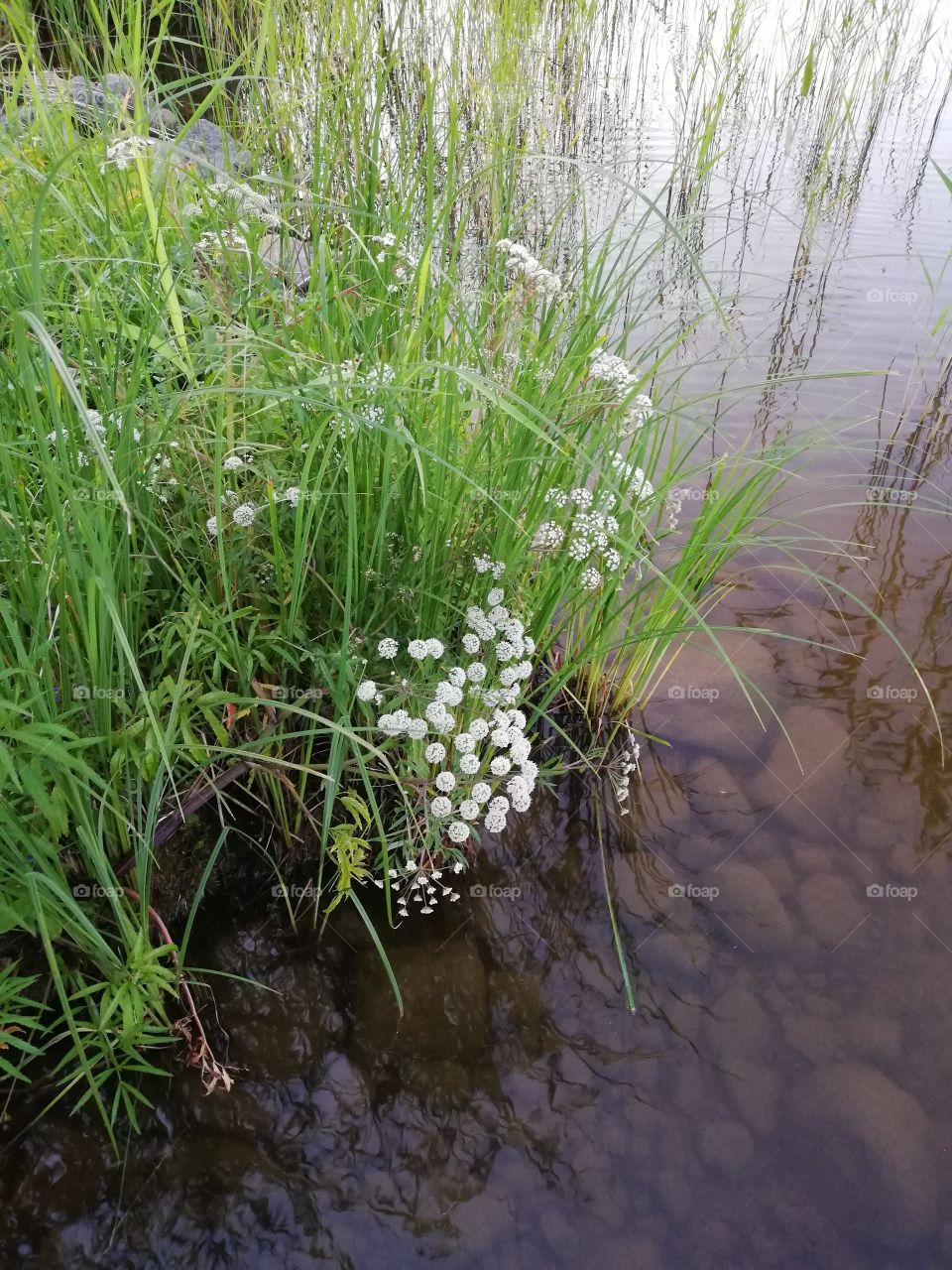 Beautiful white flowers are blooming on the bank of the lake. In the front under the water are plenty of slimy stones. The surface of the water ripples a little bit among the green plants.