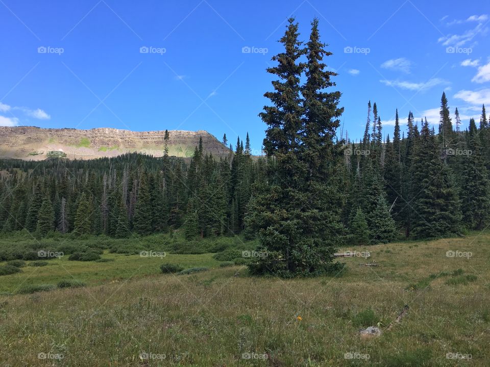 Flat tops wilderness. Gypsum, Colorado. 