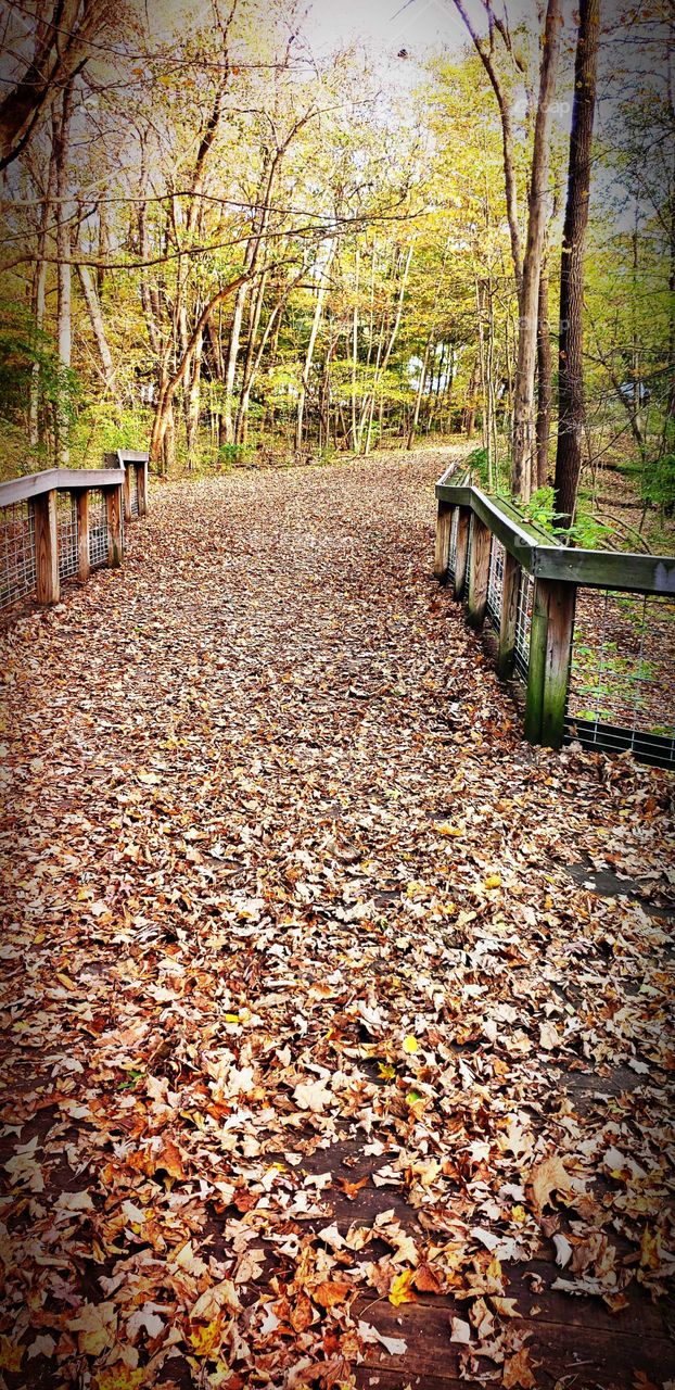 Beautiful fall trails