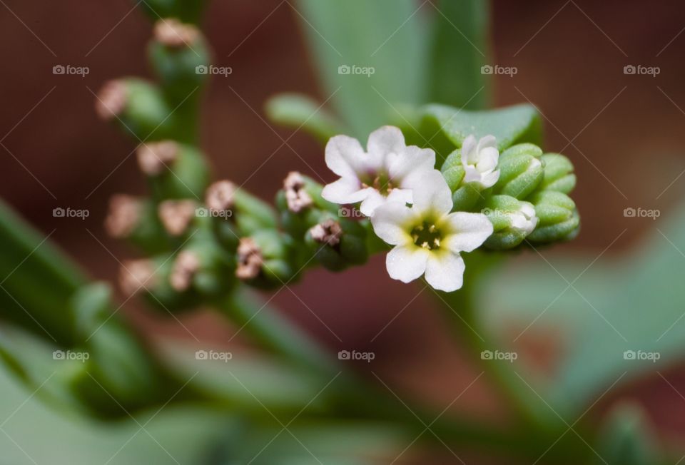 Macro shot of tiny flowers 