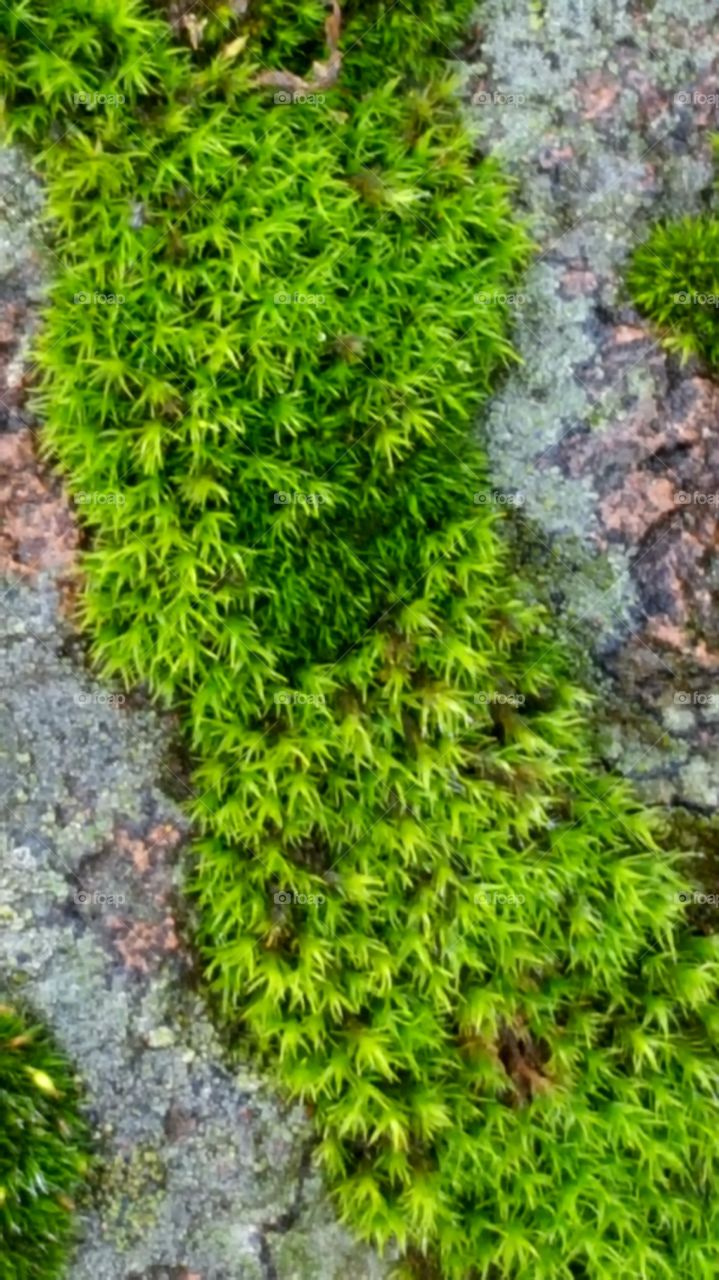 a close up of "river" of green mossy growth growing between rocks.