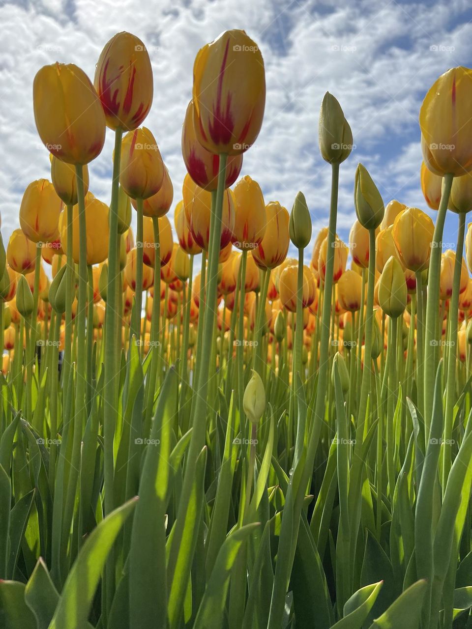 Yellow and red tulips 