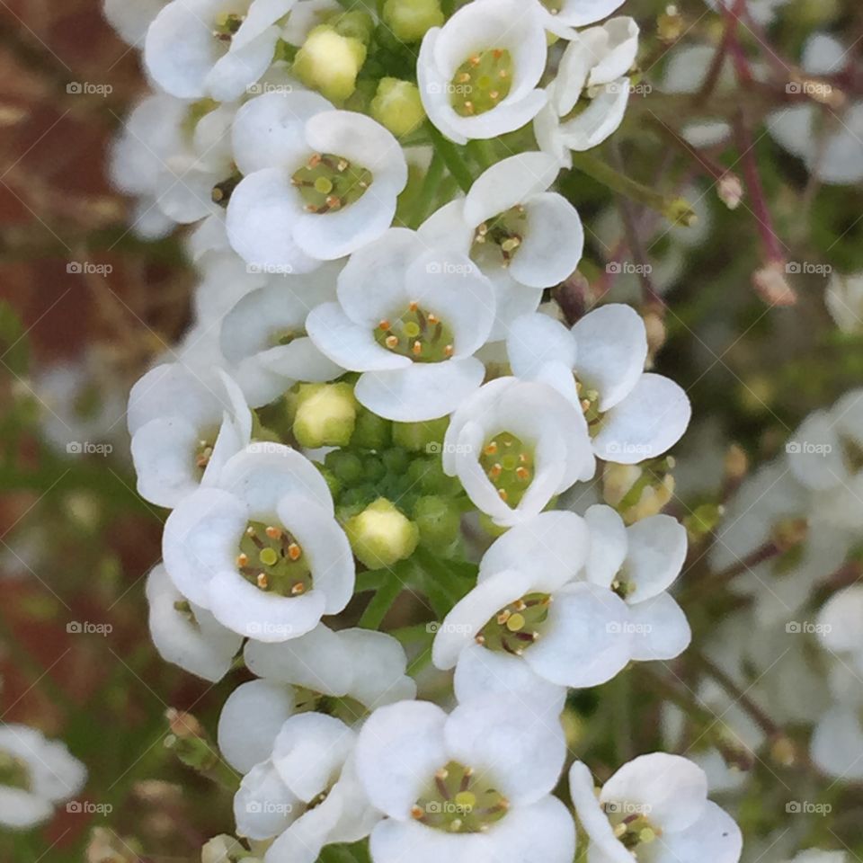 Flower chain