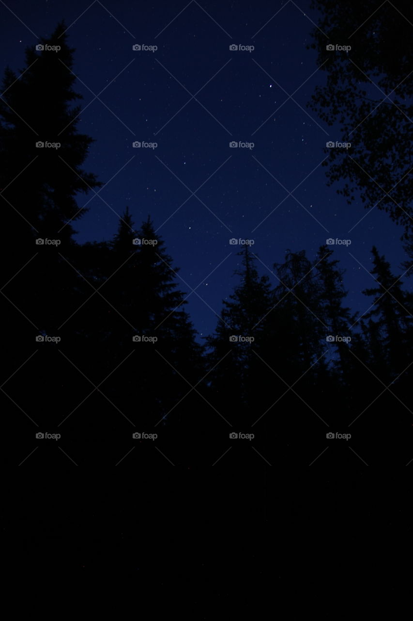 Star filled sky in the wilderness