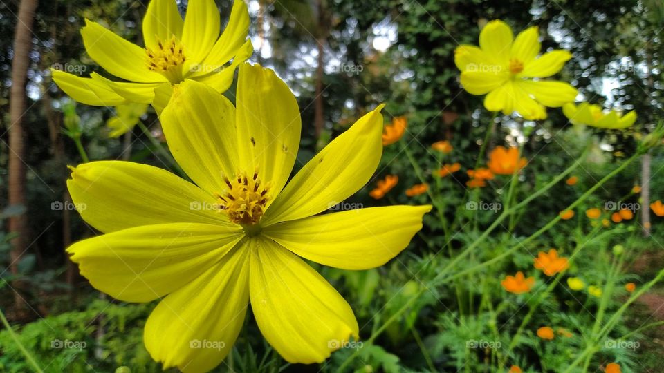 longitudinolinoshious... 😵