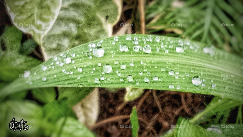 I am only a speck of dew and keep you company for a while, after that I will yawn or fall to the ground and die
--- Bernard Batubara