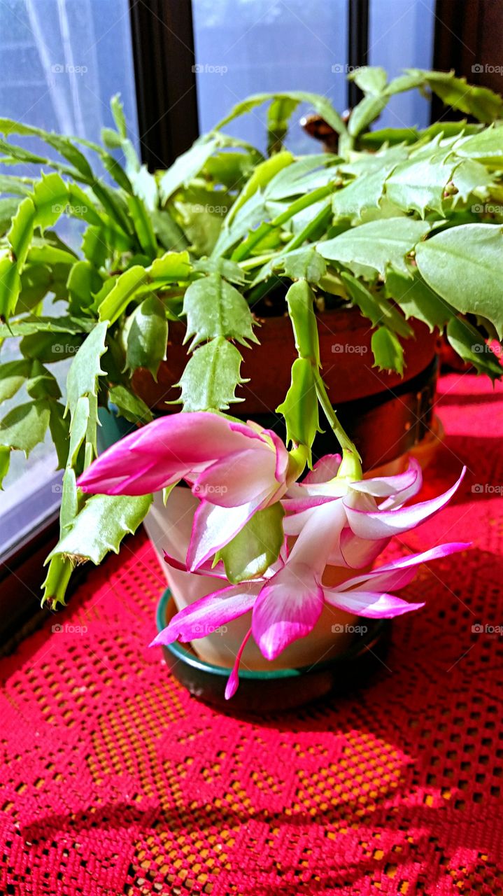 Surprise late  blooms on the Christmas Cactus!