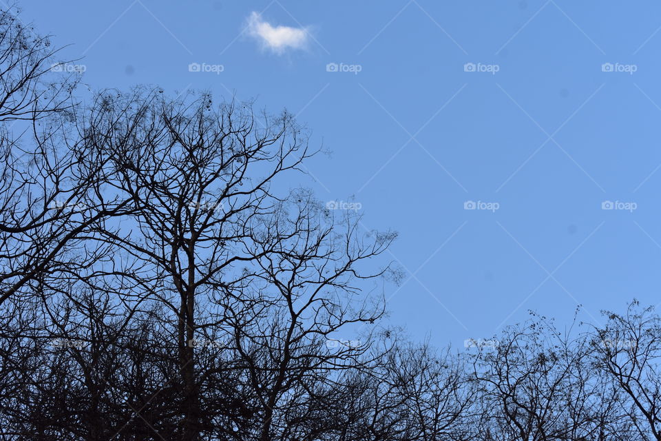 sky tree photography