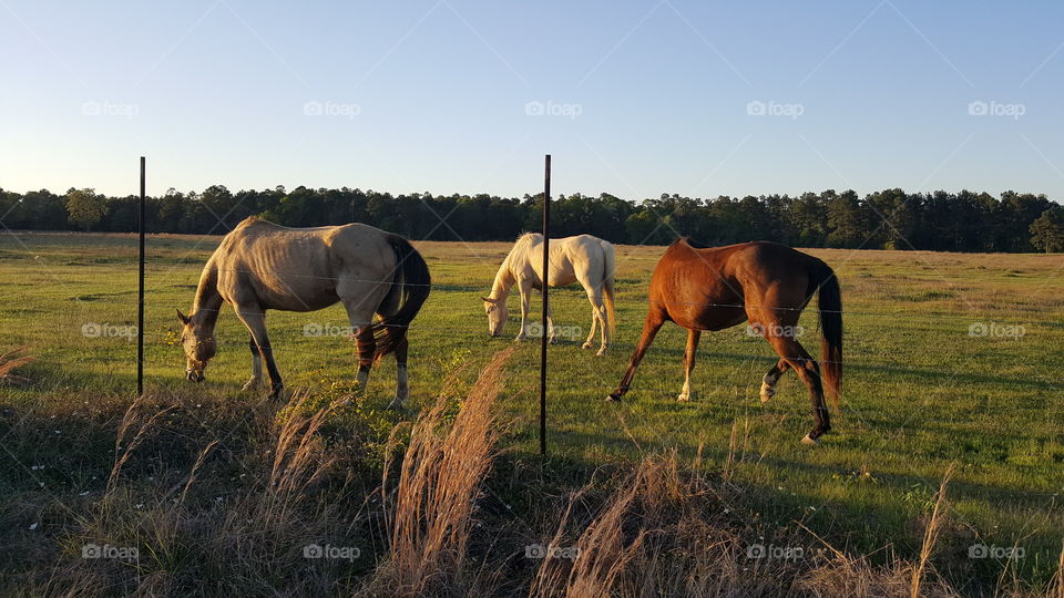 horses