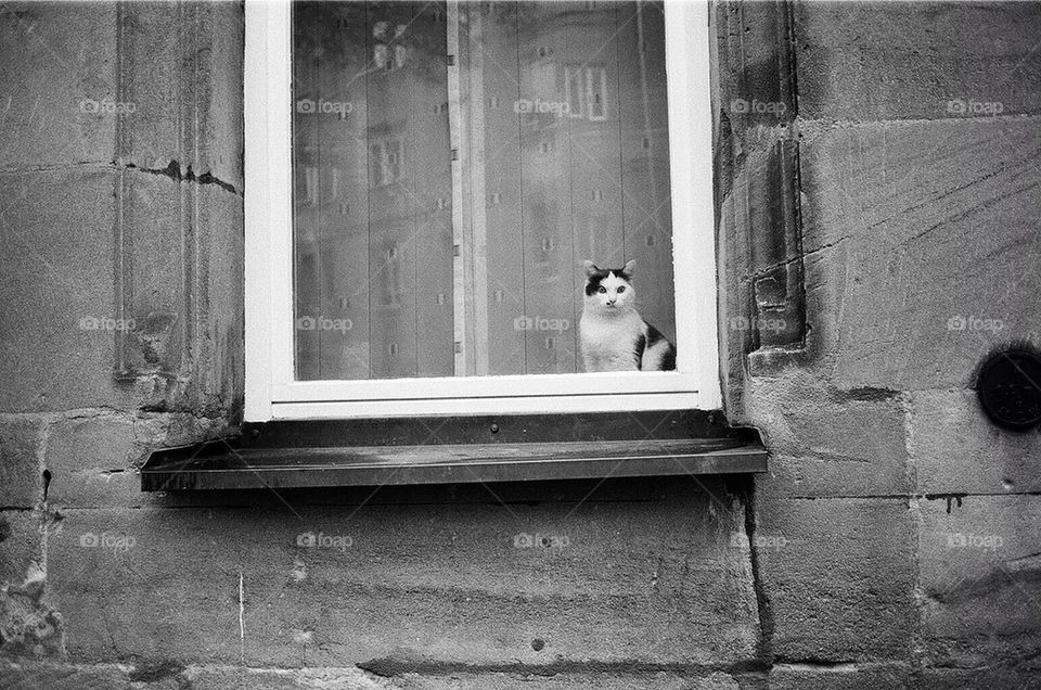travel cat window blackandwhite by gilperez