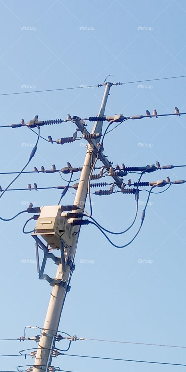 the birds on the wires