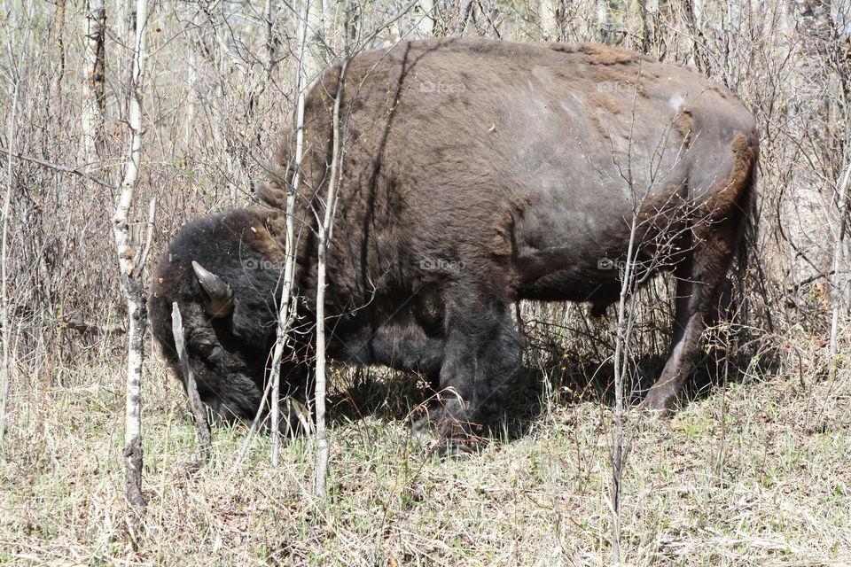 buffalo