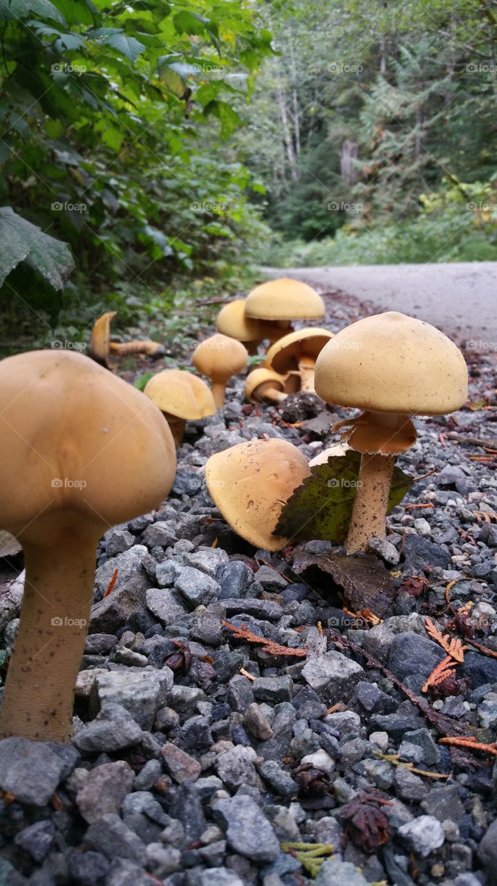 Mushroom highway