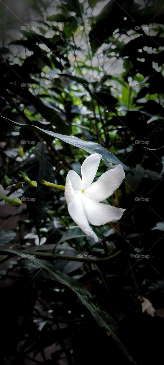 White flower