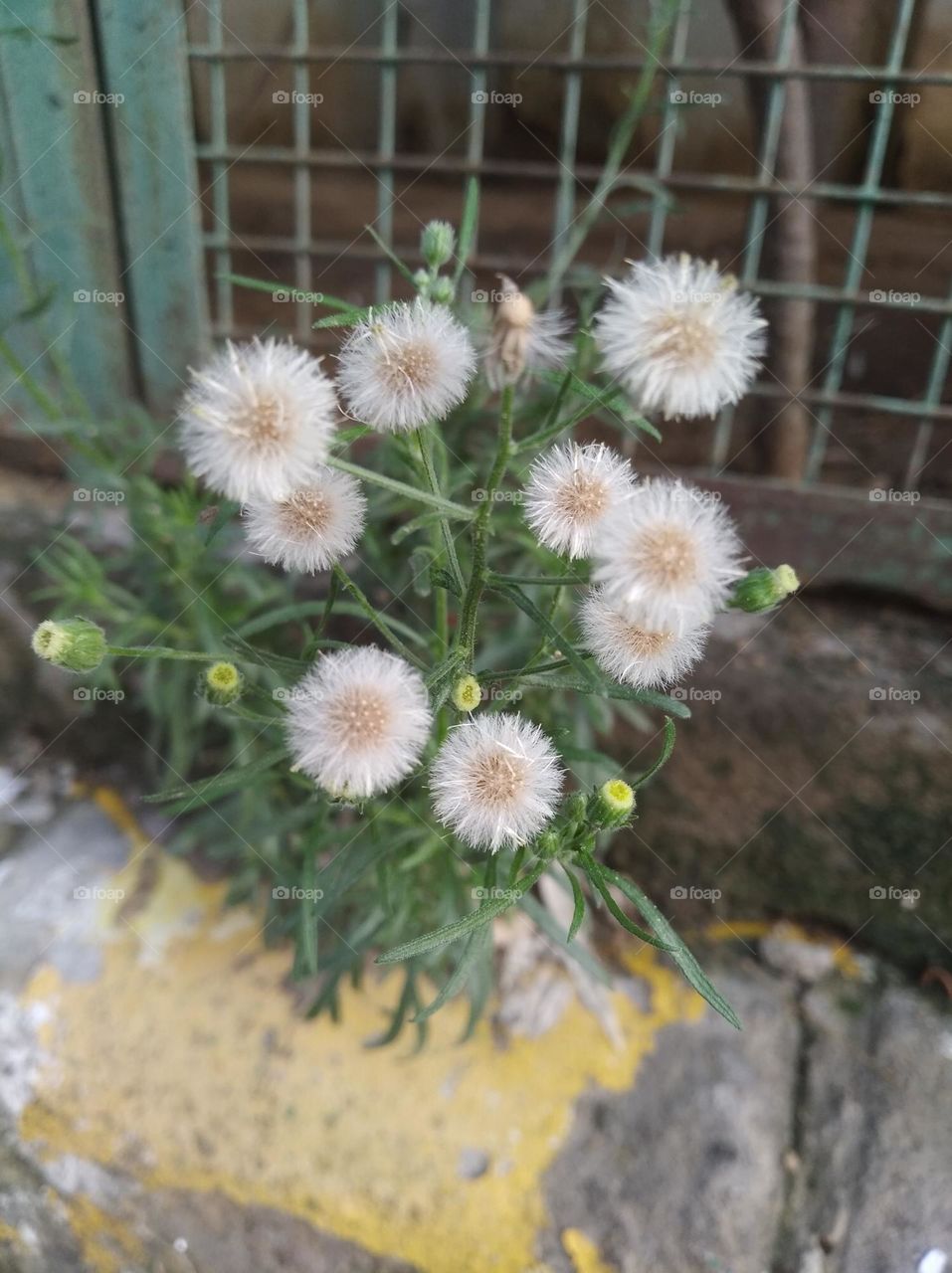 bunch of whitish flowers seasonal fresh shurb small size looks very beautiful generally found everywhere