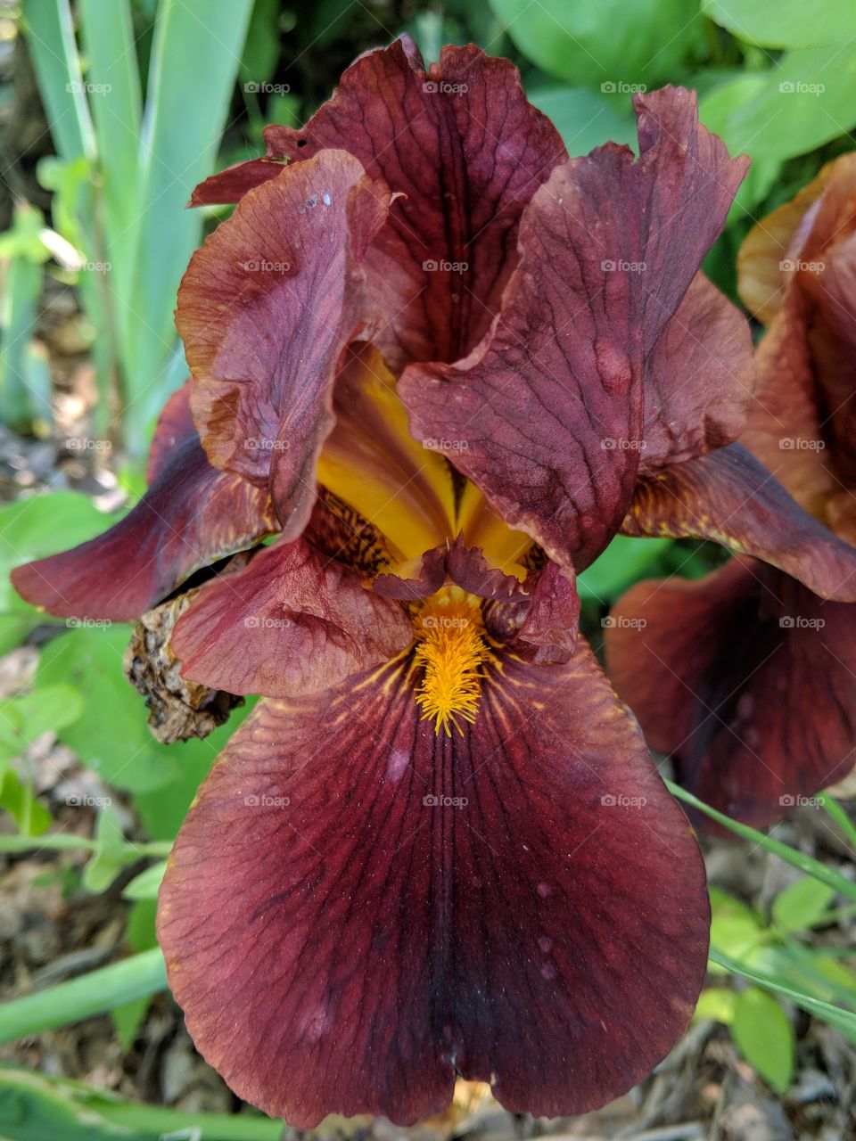 pretty burnt red Iris close-up