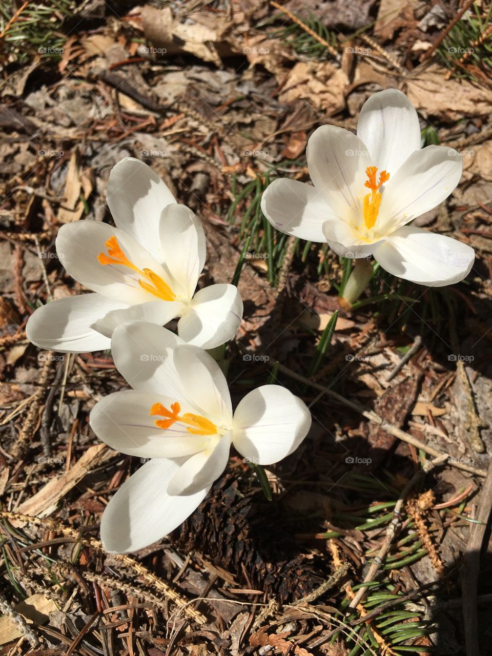 White crocus