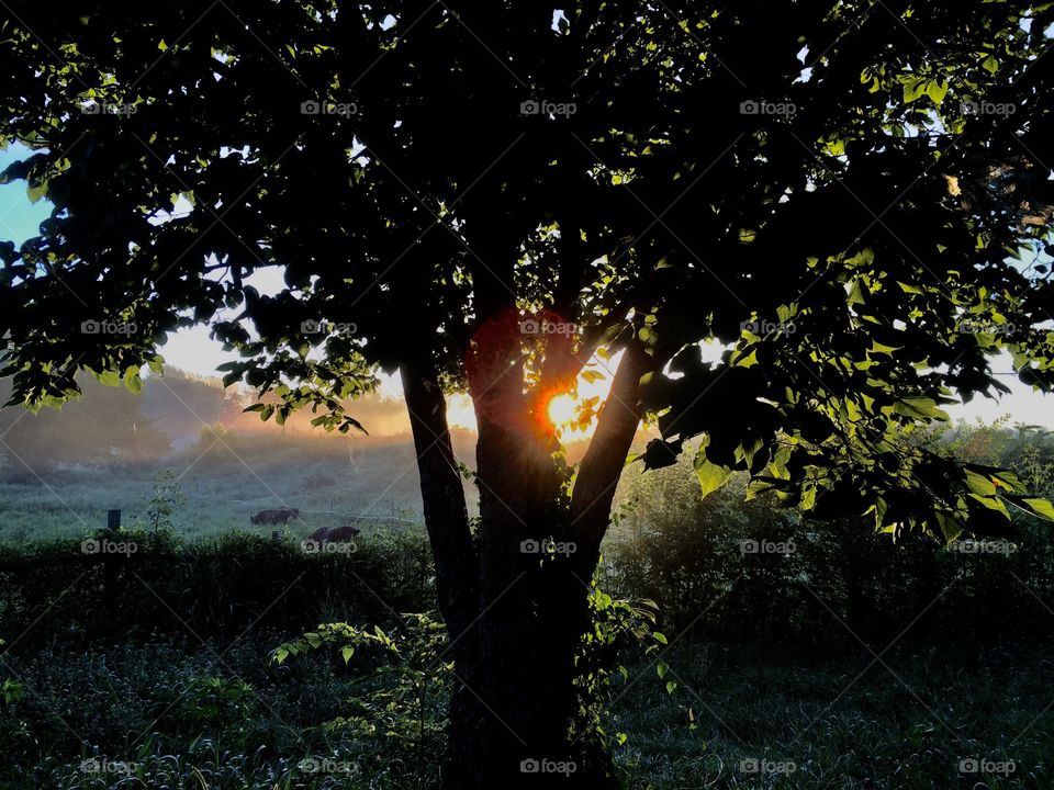 Misty Morning Backlit Tree