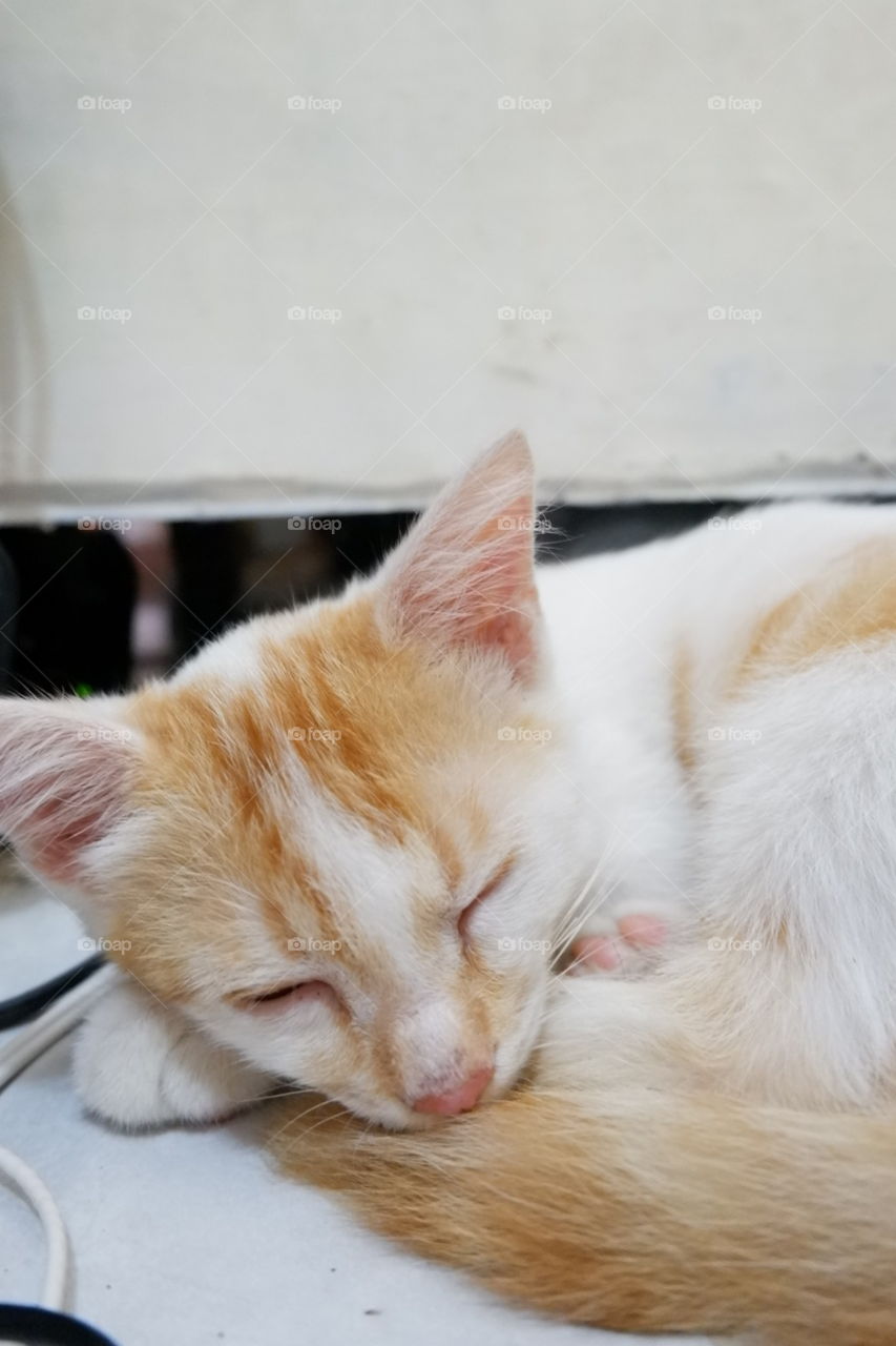 Sleeping kitten.