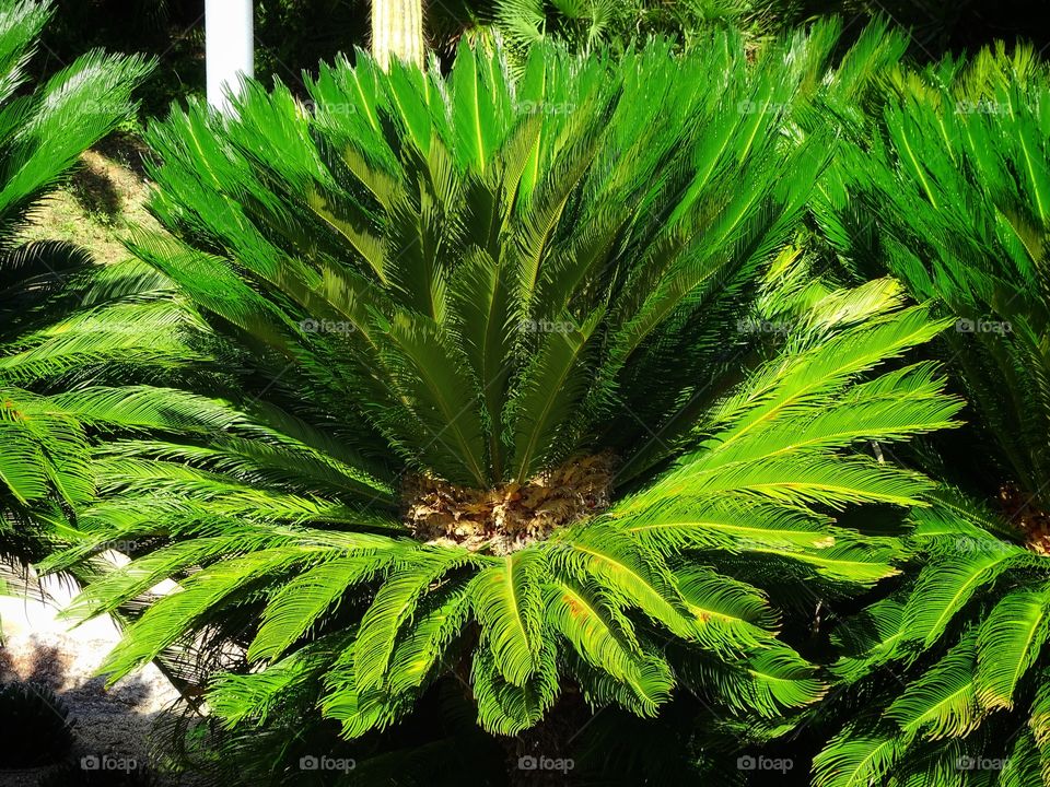 What the pots contain