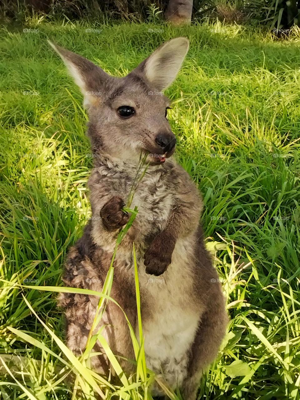 A Joey kangaroo eating grass photograph taken in Tooraweenah New South Wales Australia