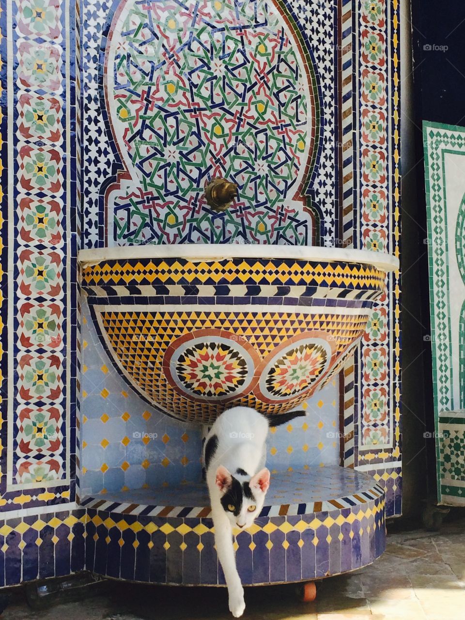 Cat in Morroco 