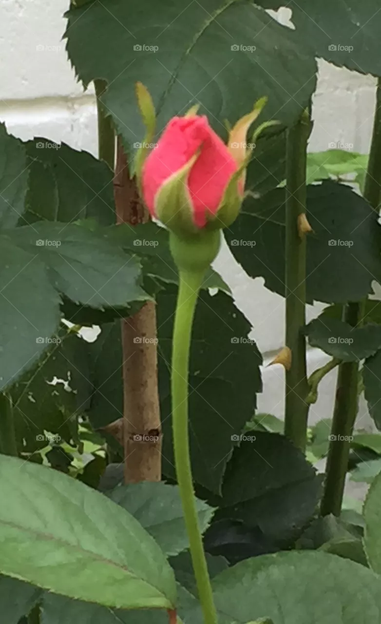 Rosebud 