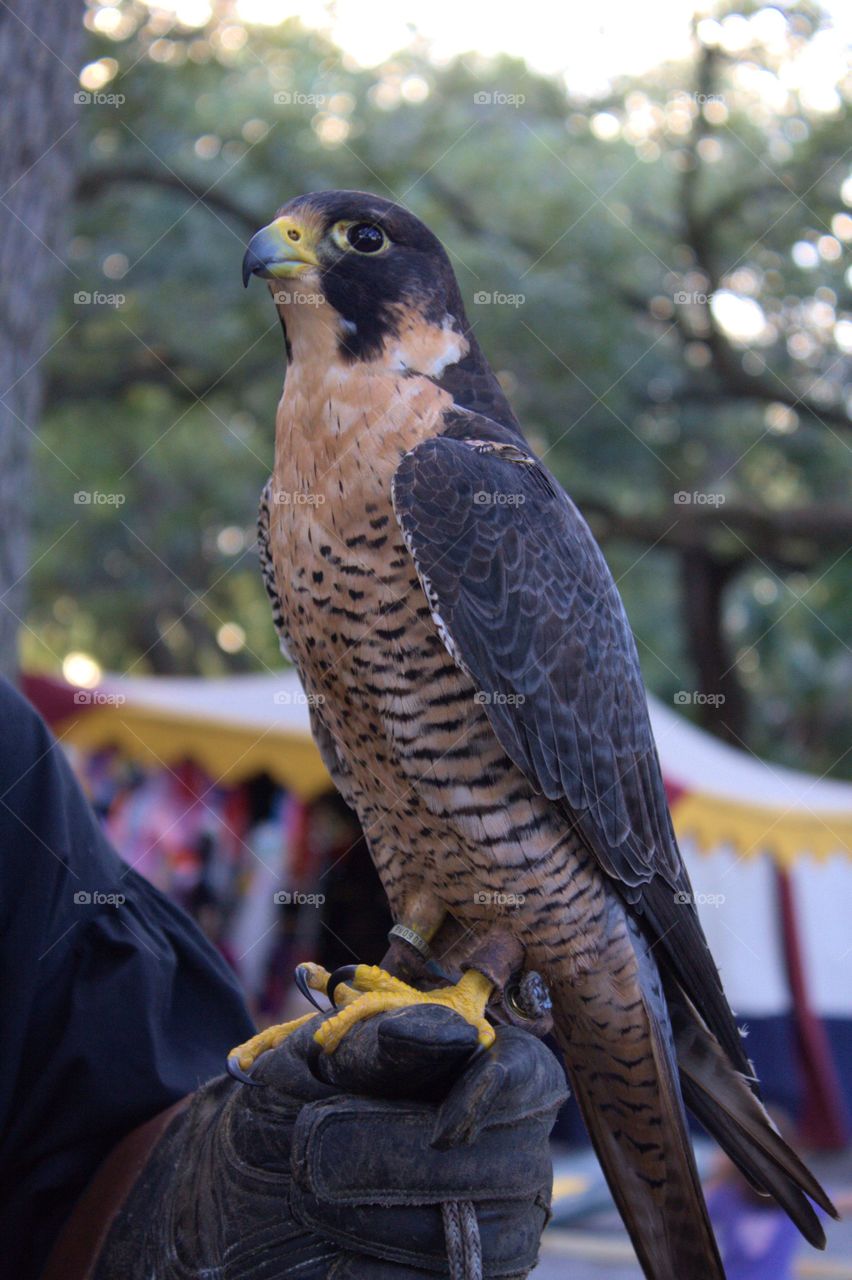 bird of pray, trained falcon perchen on masters arm