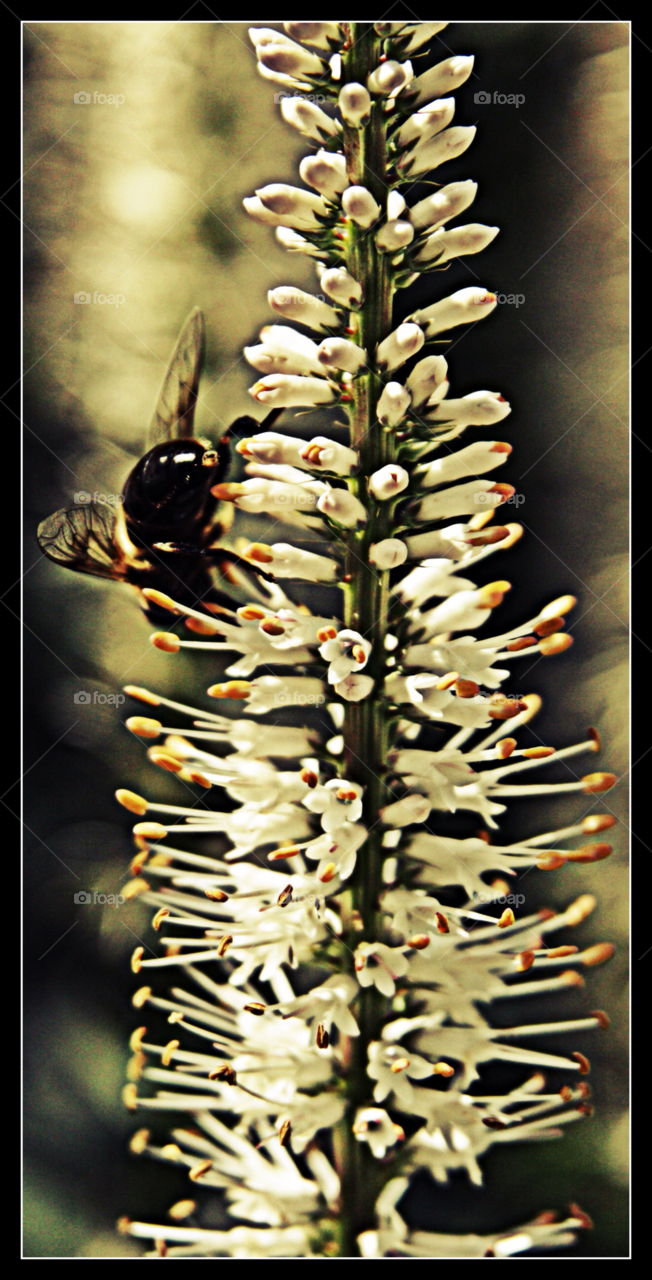 garden pollen flower white by mojo26