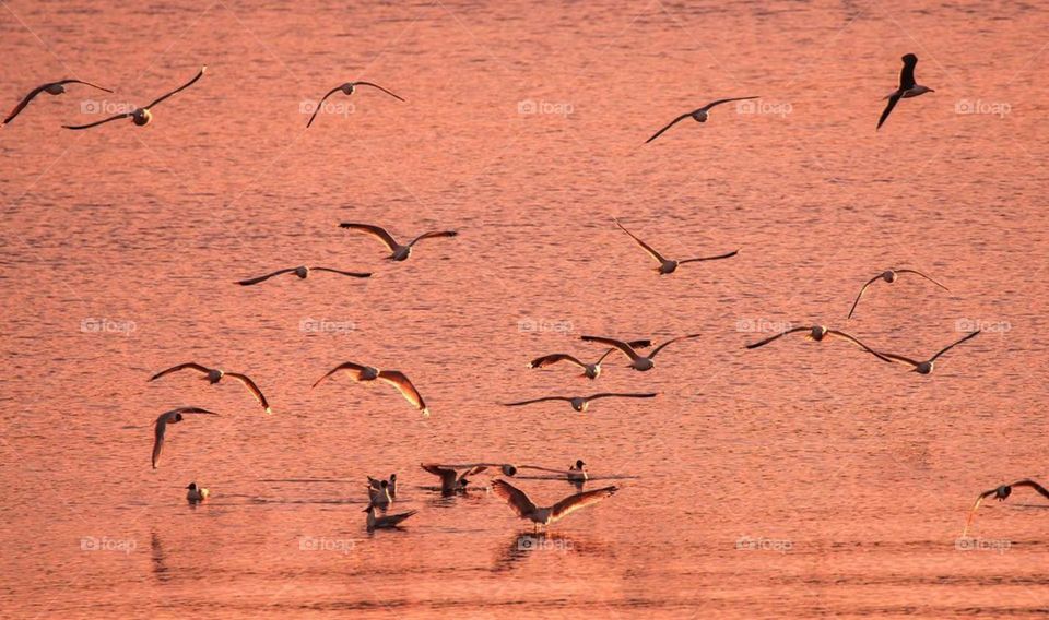 Bird Flight