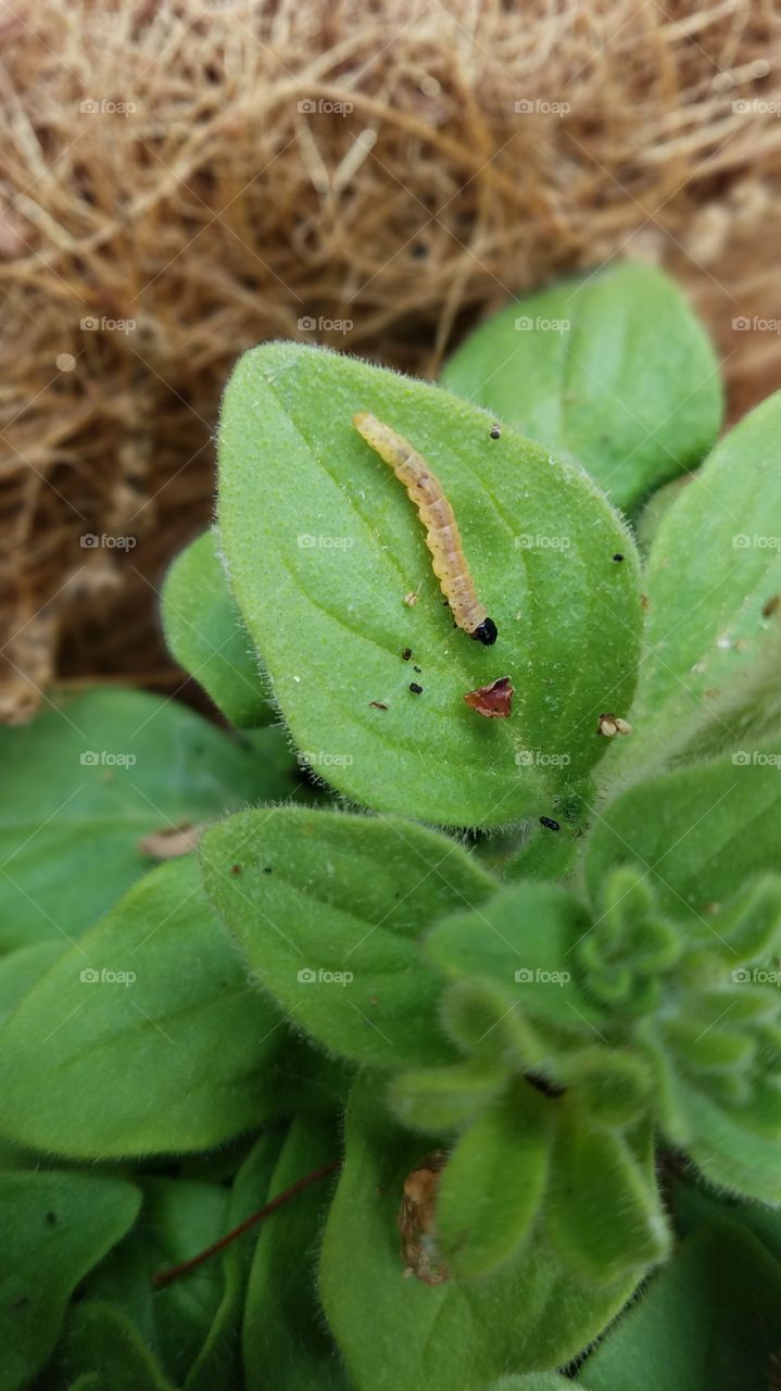 Caterpillar