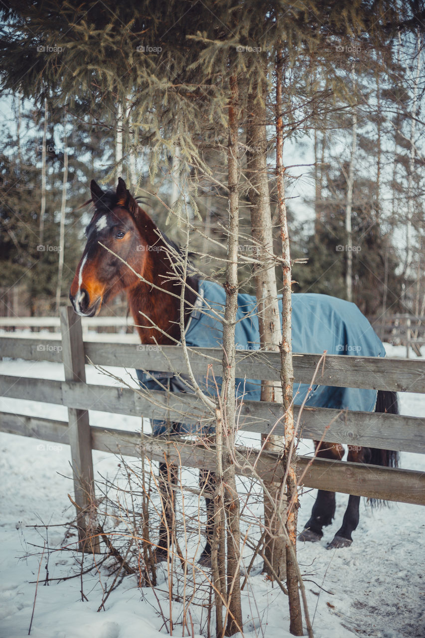 Chestnut horse in paddock at winter