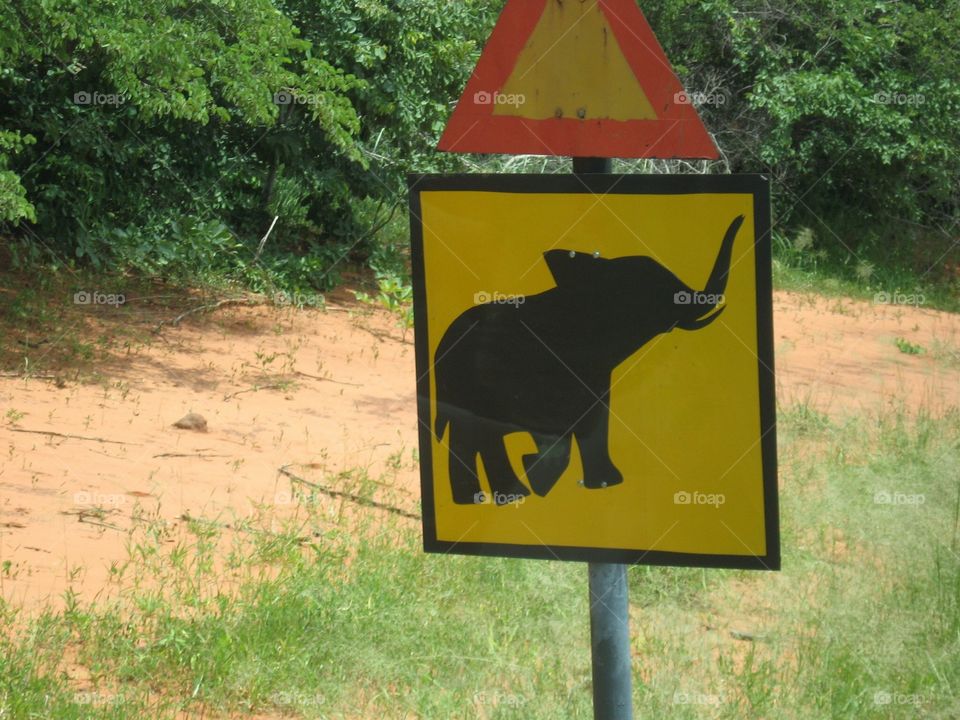 Elephant crossing sign. African Safari