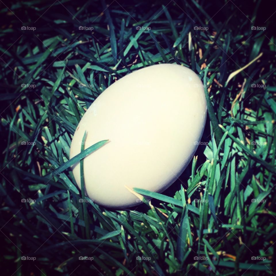 Duck egg in yard 😒