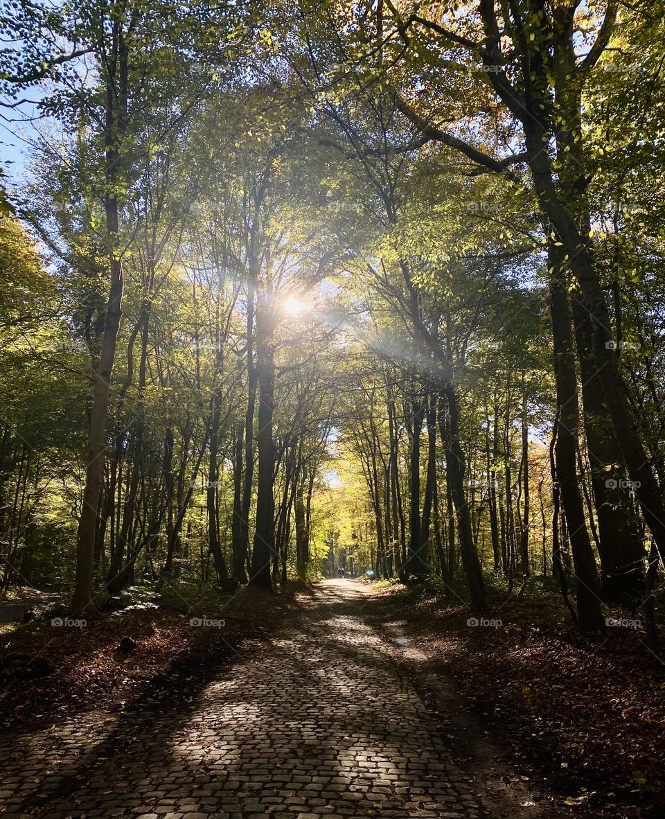 Sunlight through trees 