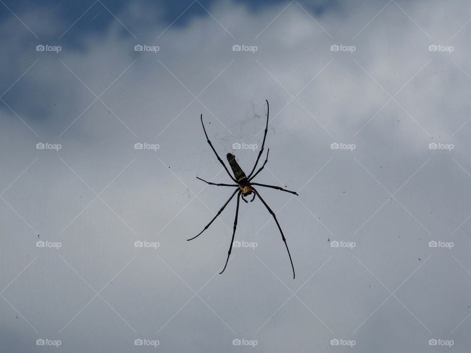 Spider, thailand
