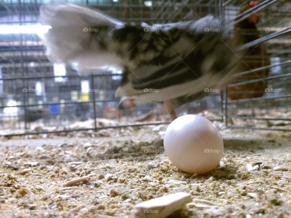 Egg laid at county fair