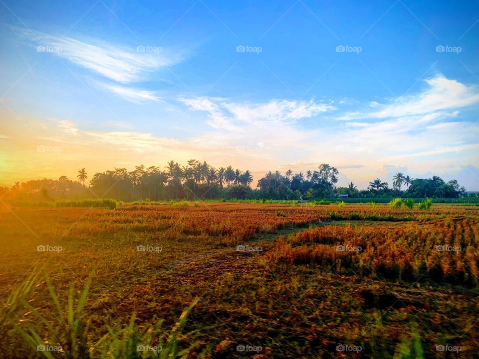 Bali rice fields at sunrise