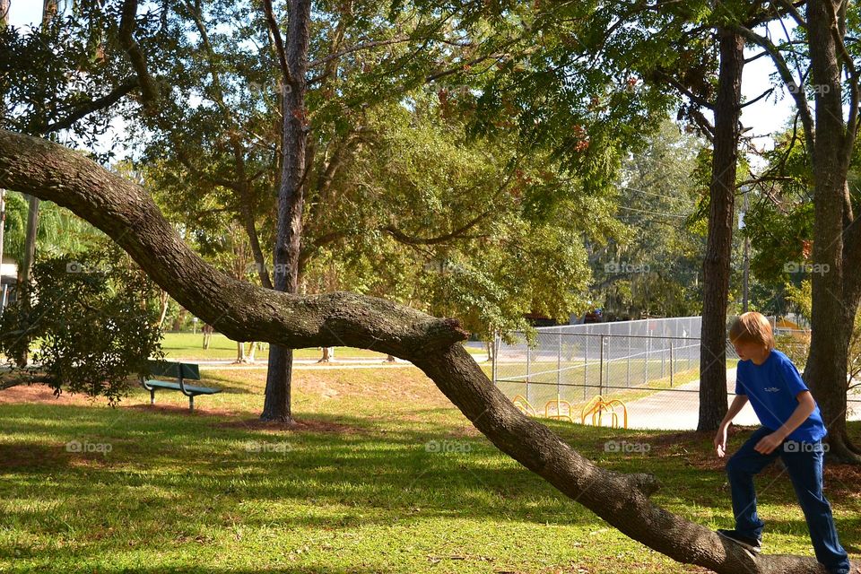 Tree, Park, Nature, Outdoors, Grass