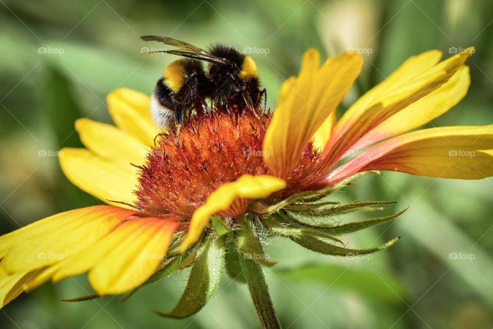 Bee and flower close up