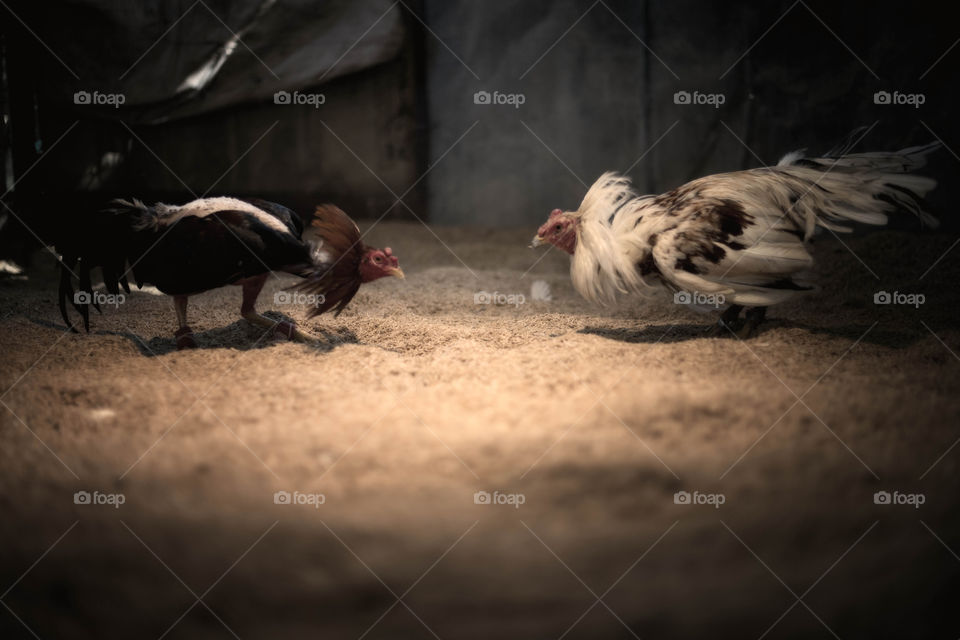 Cockfighting 