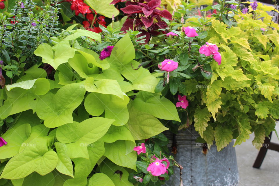 Flower gardens are blooming and bringing joy