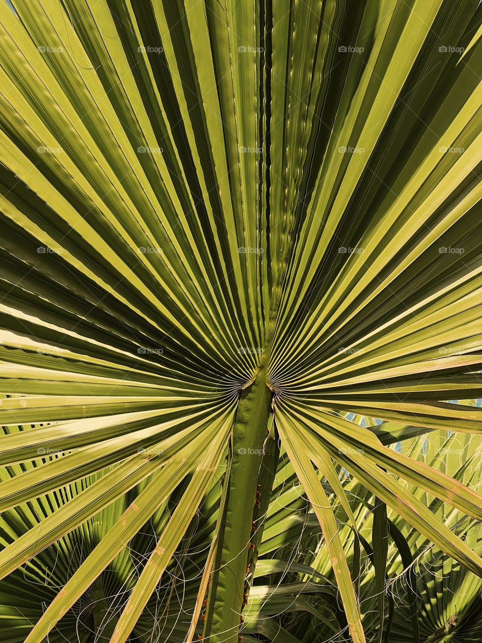 Palm leaf texture 