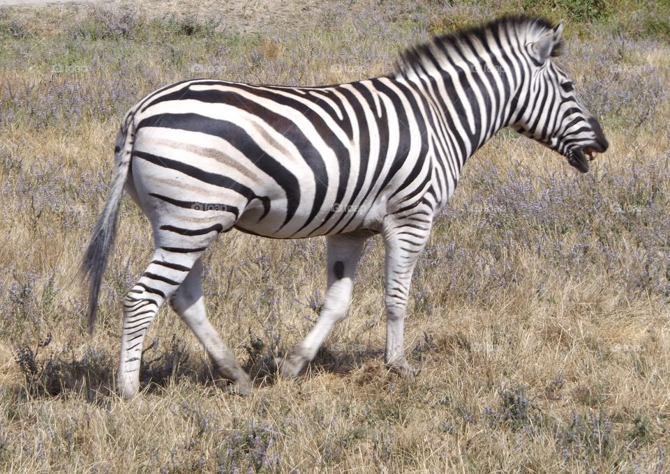 Zebra