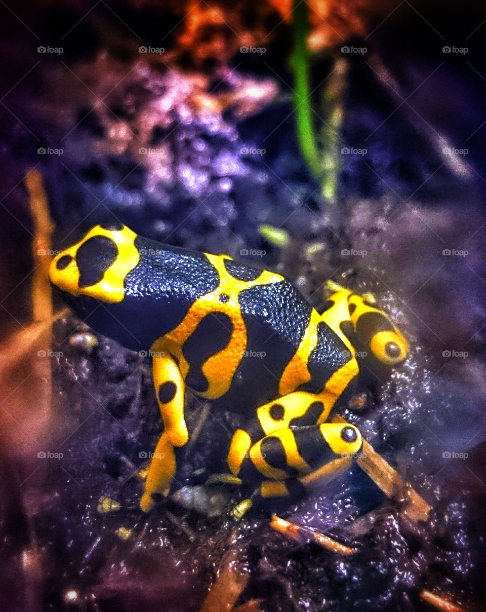 dangerous frog . poisoning frog 