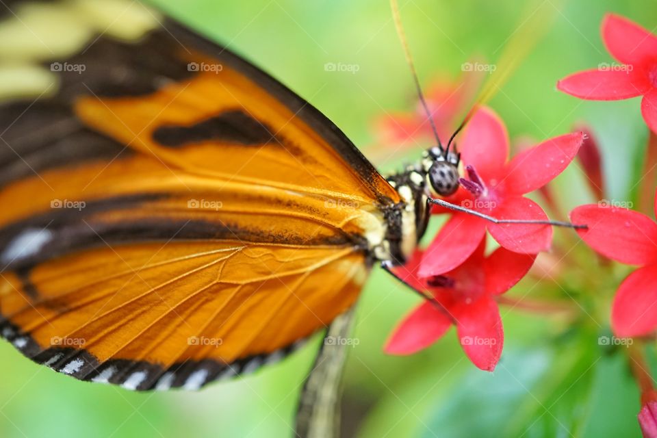 Orange Heliconian Butterfly
