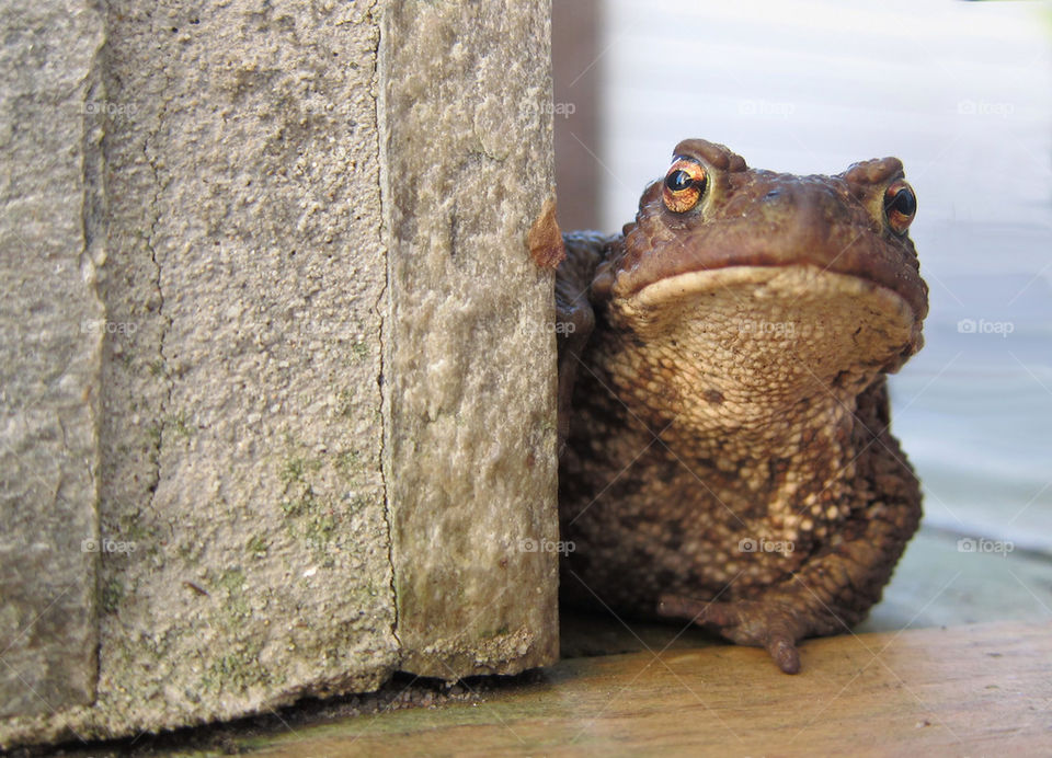 Curious frog.