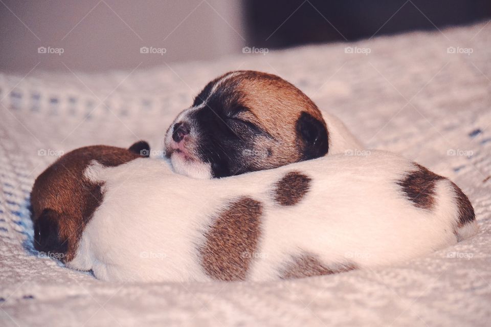 Two very small puppies sleeping